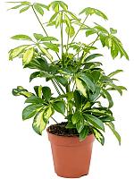 Шеффлера Герда H40 D13 см