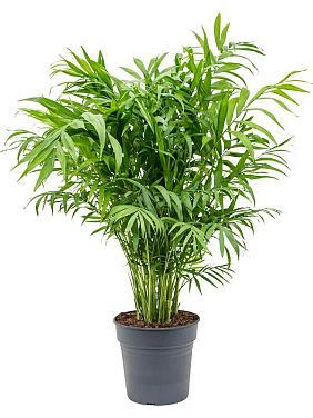 Хамедорея Элеганс изящная Хамедорея Элеганс изящная