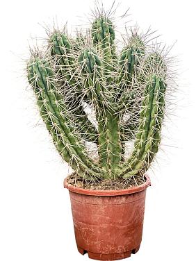 Стетсония Корине булавовидная Стетсония Корине булавовидная