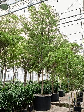 Буцида Буцерас (Терминалия)