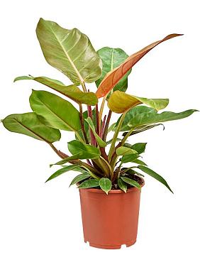 Филодендрон Принц Оранж Филодендрон Принц Оранж