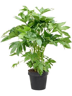 Фатсия Японская