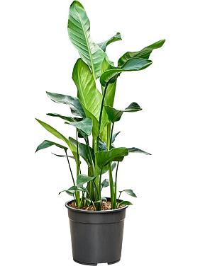 Стрелиция Николая Стрелиция Николая