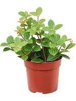 Пеперомия Ангулата Рокко Вивас H15 D11 см