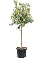 Фейхоа дерево H150 D40 см