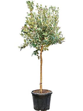 Фейхоа дерево