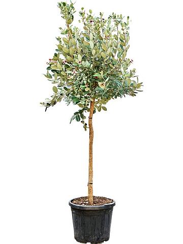 Фейхоа дерево