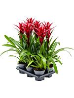 Гузмания Свитч бордовая H55 D13 см