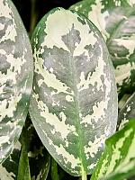 Аглаонема Амазон Сильвер H50 D19 см