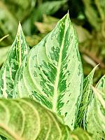 Аглаонема Шартрез Претти H45 D19 см Аглаонема Шартрез Претти H45 D19 см