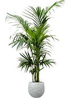 Ховея Форстера H180 D24 см