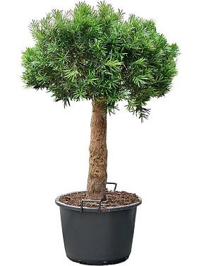 Подокарпус крупнолистный