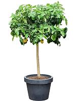 Лимон Мейера H180 D55 см