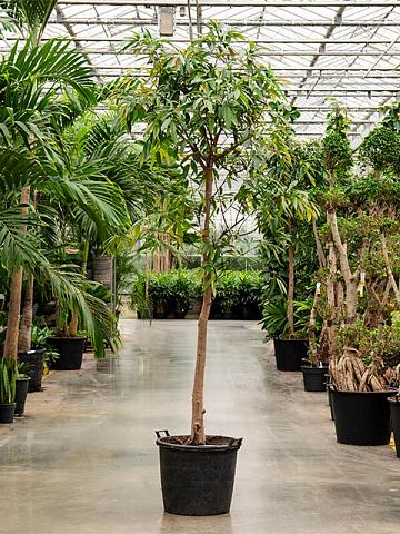 Фикус Бенедикта Амстел Кинг