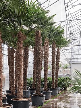 Трахикарпус Форчуна Трахикарпус Форчуна