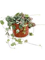 Церопегия Вуда H20 D12 см