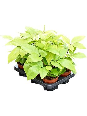 Шеффлера Голден Амате Шеффлера Голден Амате