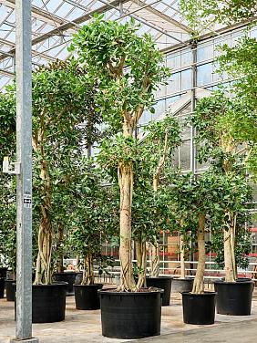 Фикус Бенгальский Одри