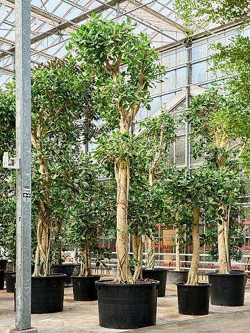 Фикус Бенгальский Одри