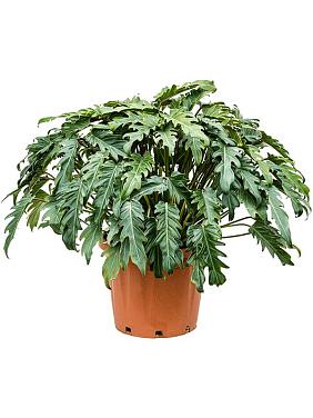 Филодендрон Ксанаду Филодендрон Ксанаду