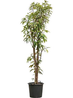 Фикус Бенедикта Амстел Кинг