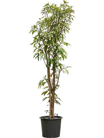 Фикус Бенедикта Амстел Кинг