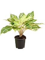 Аглаонема Вайт Лаксап H35 D13 см Аглаонема Вайт Лаксап H35 D13 см