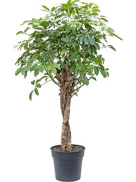 Шеффлера Компакта твист