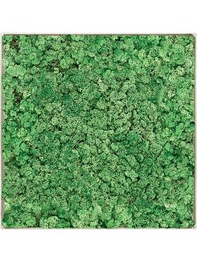 Картина из мха nova frame antique white-concrete 100% reindeer (grass green) Картина из мха nova frame antique white-concrete 100% reindeer (grass green)