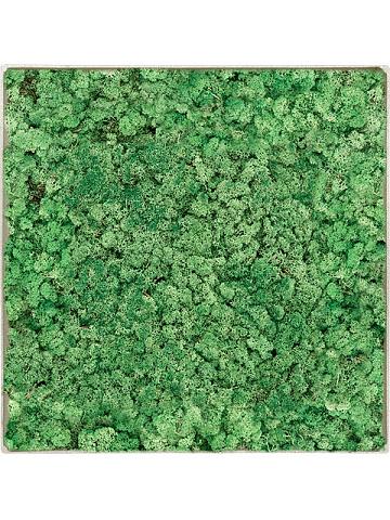 Картина из мха nova frame antique white-concrete 100% reindeer (grass green) Картина из мха nova frame antique white-concrete 100% reindeer (grass green)