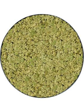 Картина из мха nova frame anthracite-concrete 100% reindeer (oldgreen) Картина из мха nova frame anthracite-concrete 100% reindeer (oldgreen)