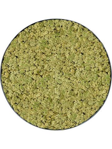 Картина из мха nova frame anthracite-concrete 100% reindeer (oldgreen) Картина из мха nova frame anthracite-concrete 100% reindeer (oldgreen)