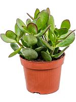 Крассула Овата H20 D12 см