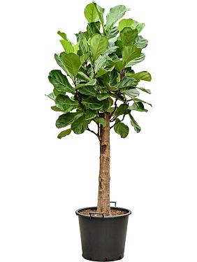 Фикус Лирата Фикус Лирата