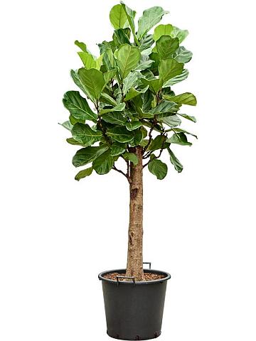 Фикус Лирата Фикус Лирата