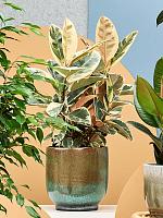 Фикус Эластика Тинеке H55 D21 см