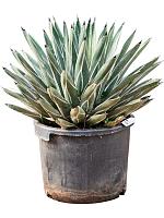 Агава короля Фердинанда серо-зеленая H65 D35 см