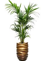 Ховея Форстера H160 D22 см