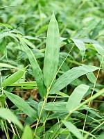 Бамбук Вентрикоза вздутый H150 D27 см