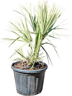 Наноропс Ритчи