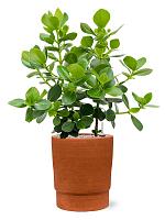 Кашпо Chao pot terra D32 H37 см