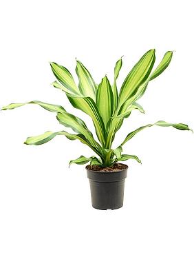 Драцена Фрагранс Чарли Драцена Фрагранс Чарли