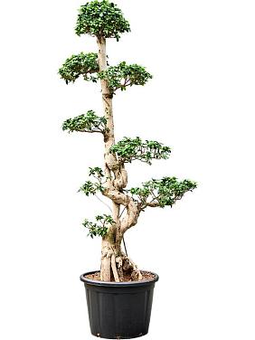 Фикус Микрокарпа Компакта бонсай Фикус Микрокарпа Компакта бонсай