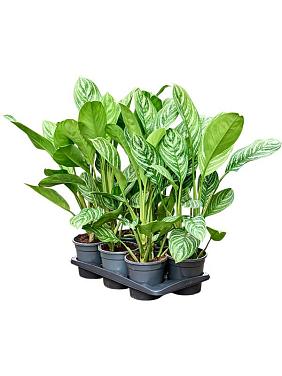 Аглаонема Страйпс Аглаонема Страйпс