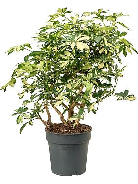 Шеффлера Тринити разветвленная Шеффлера Тринити разветвленная