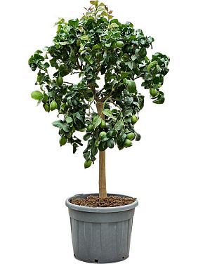 Лимон Каррубаро