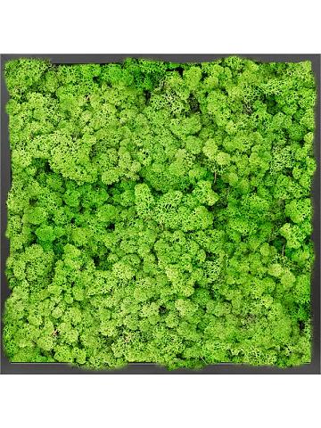 Картина из мха mdf ral 9005 satin gloss 100% reindeer moss (light grass green)