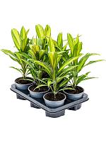 Кордилина Фрутикоза Киви H40 D12 см