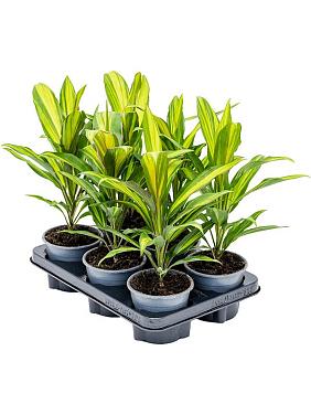 Кордилина Фрутикоза Киви Кордилина Фрутикоза Киви