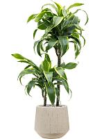 Драцена Фрагранс Дорадо 2 ствола H80 D19 см Драцена Фрагранс Дорадо 2 ствола H80 D19 см